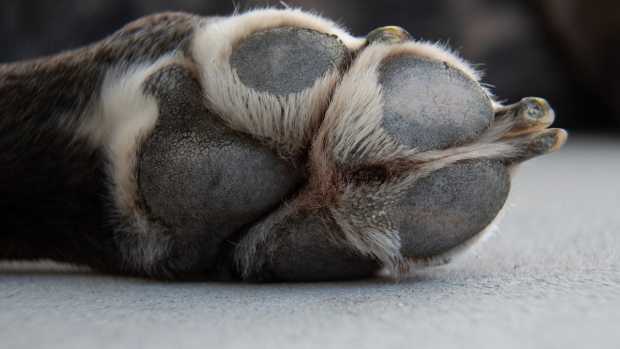 detailed closeup of foot of dog