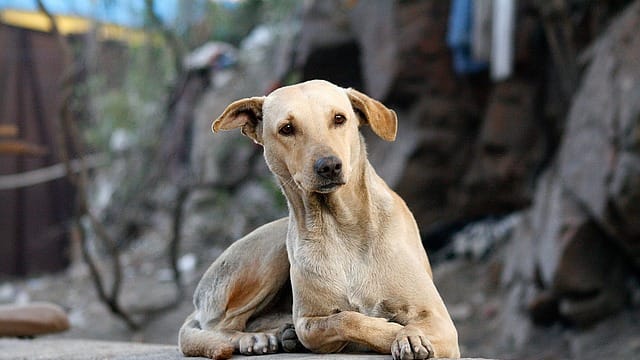 What Do Tv Screens Look Like To Dogs? - Dog Discoveries