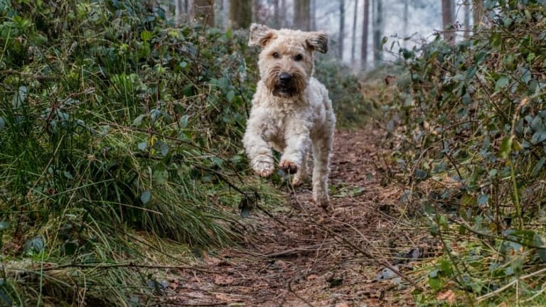 how much exercise does my wheaten terrier need