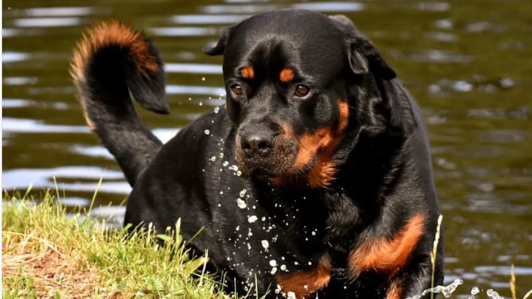 The Rottweiler Teenager Stage (8 to 24 Months Old)