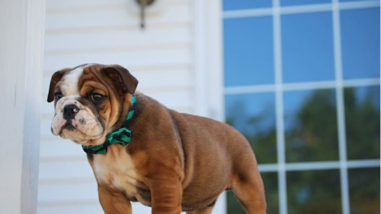 are stairs good for dogs