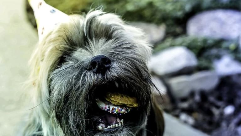 what happens if a dog eats chocolate donuts