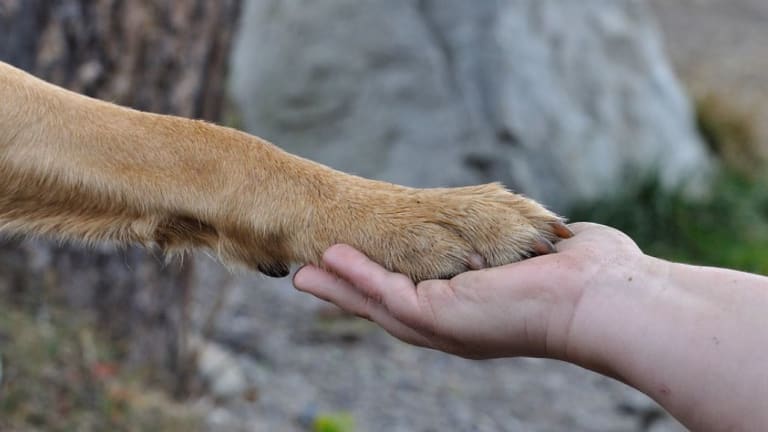 Ten Fascinating Facts About Dog Paws