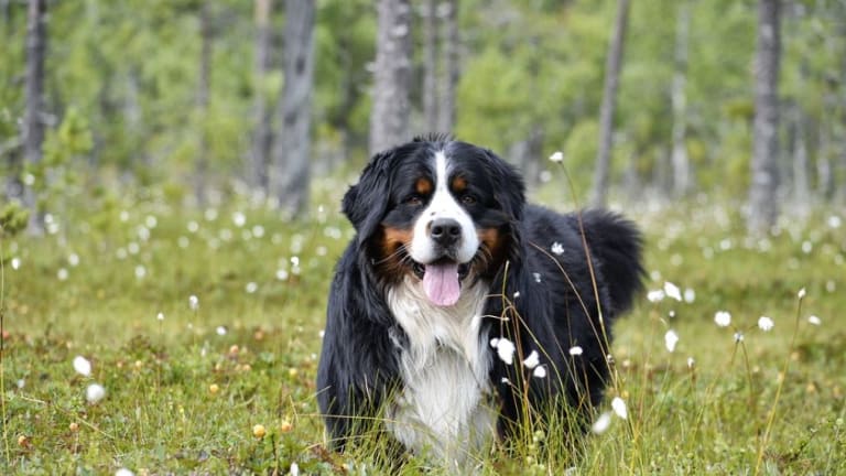 Discovering the Bernese Mountain Dog's Coat