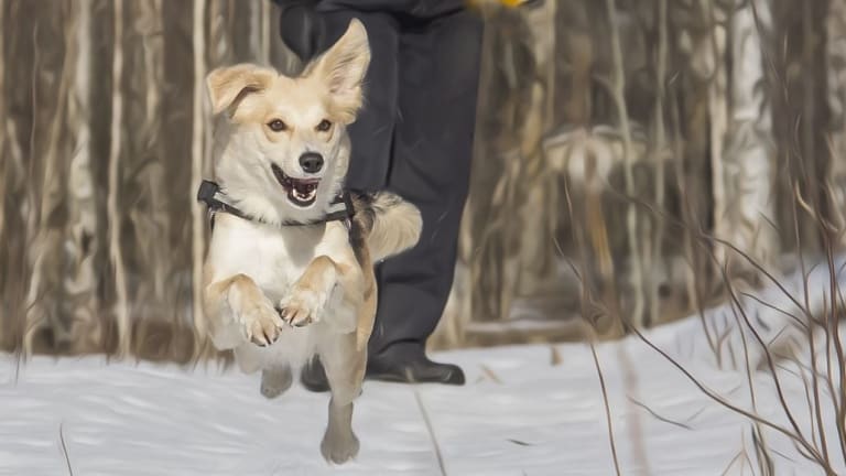 How Do Dogs Move? A Look at Canine Gaits