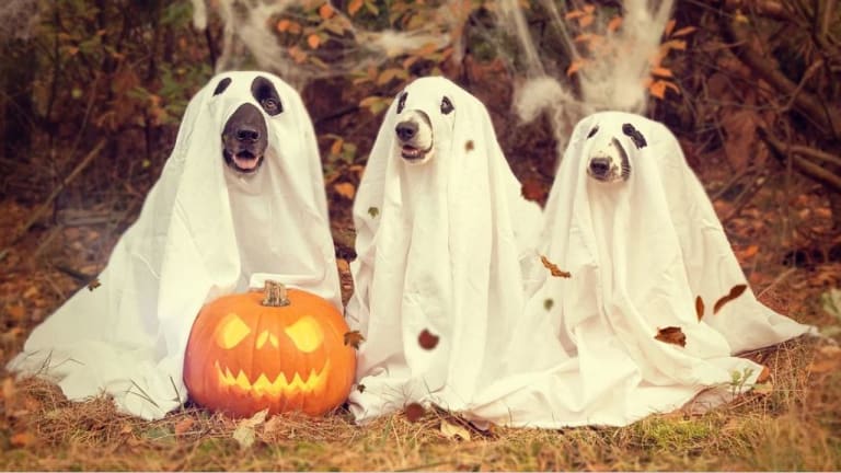 What Dog Breed is Nicknamed the Grey Ghost?