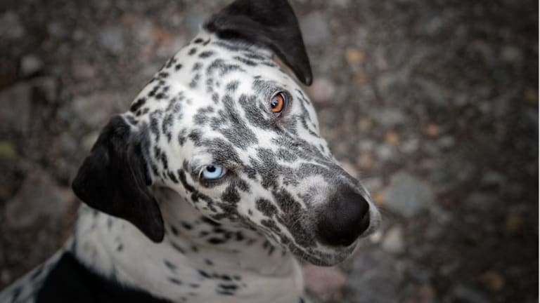 Dogs With Two Different Eye Colors (Heterochromia)