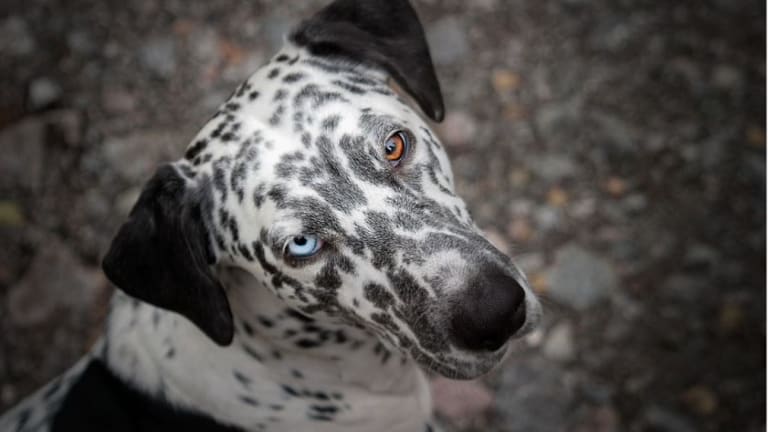 can blue eyed dogs see color