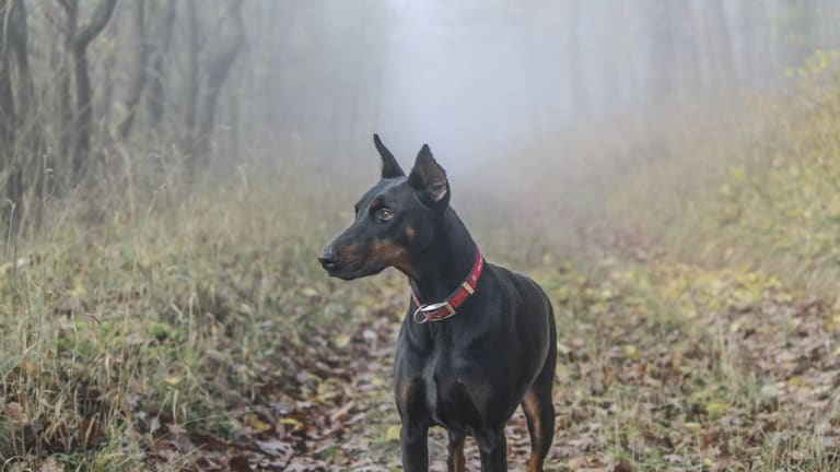 Discovering How Dogs React to Fog