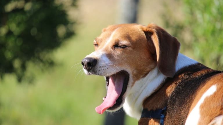 Discovering Calming Signals in Dogs