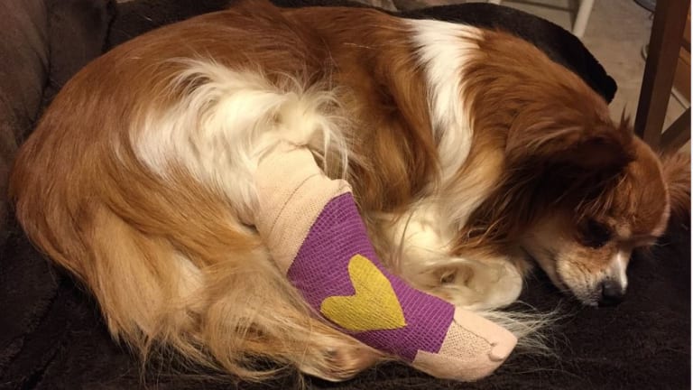 Ask The Vet Dog Has A Swollen Paw From A Tight Bandage Dog Discoveries