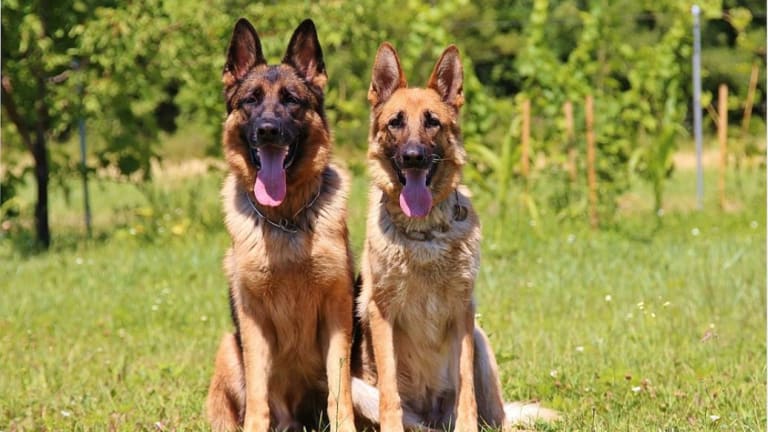 do male and female dogs play together