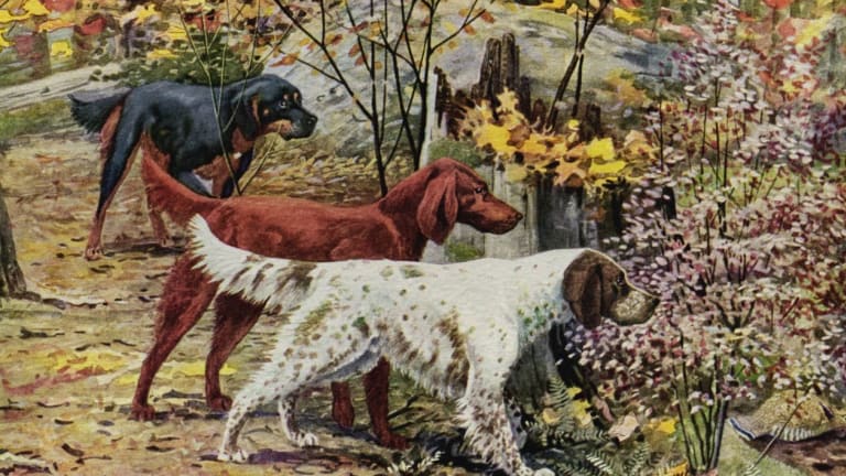 Dog Word of the Day: Setter Dog