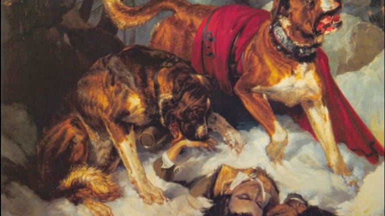 What's the Origin of the Saint Bernard Dog Name?