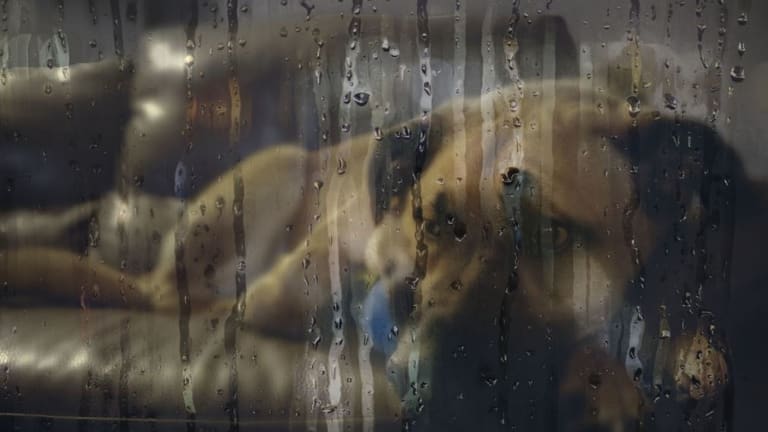 7 Ways Rain Affects Your Dog's Behavior