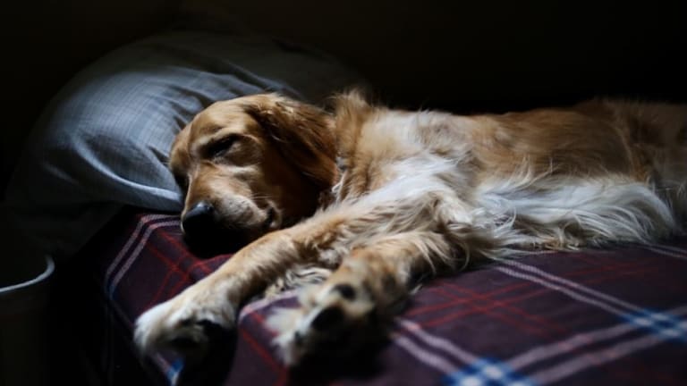 Why Do Dogs Move Their Legs When They are Sleeping?