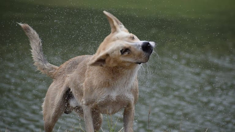 is it bad to shake a puppy