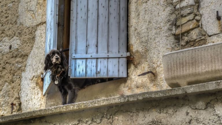 Five Ways Dogs Know You're Coming Home