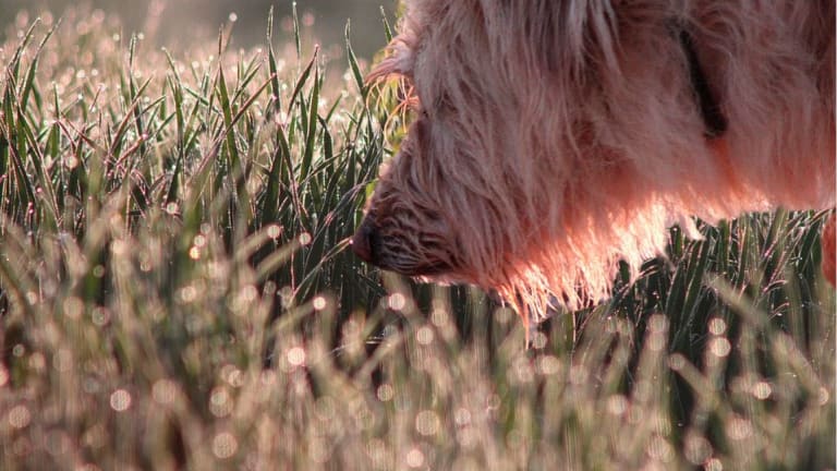 Research Unveils Whether Dogs Smell Their Own Urine