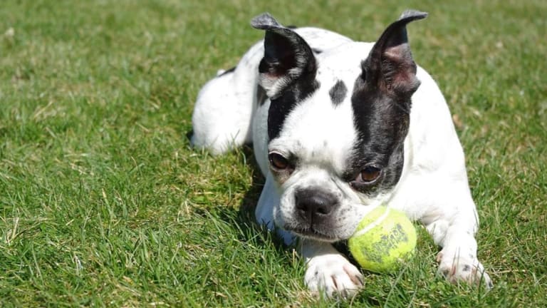 Discovering The Haggerty Dot in Boston Terriers