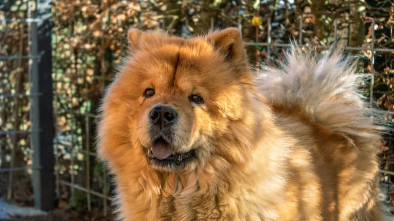 are dogs descendants of bears