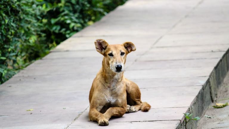 What Causes Cauliflower Ear in Dogs? - Dog Discoveries