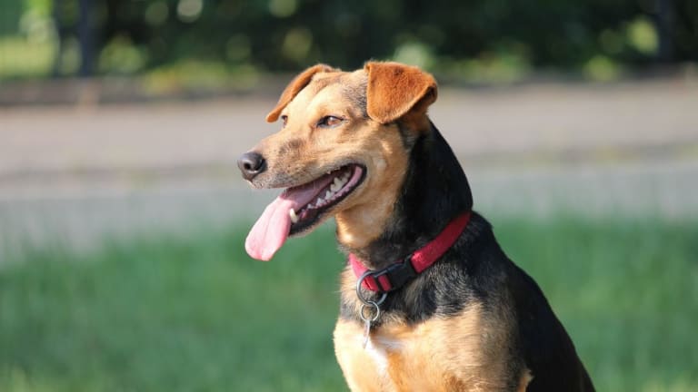 how do you cool down a dogs panting