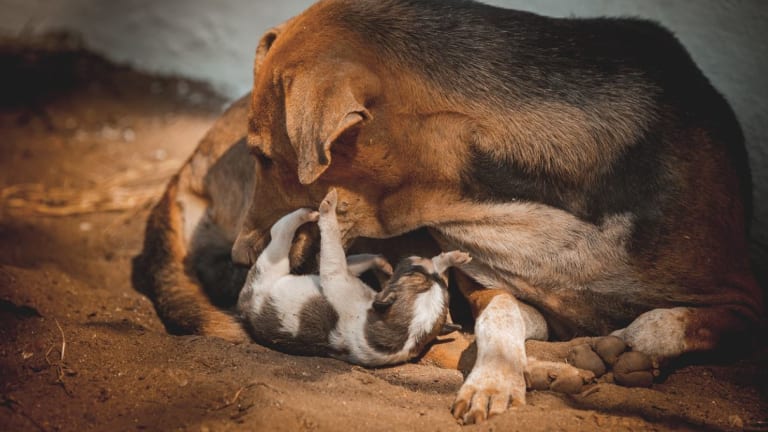 how long does a dog have discharge after giving birth