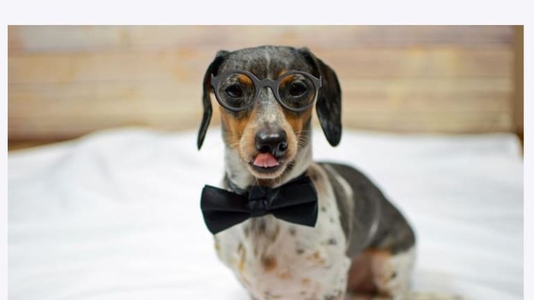 Dog Breeds With Spectacles (Wearing "Glasses!")
