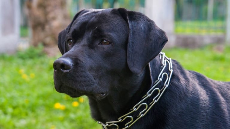 Vet Explains The Dangers Of Prong Collars In Dogs