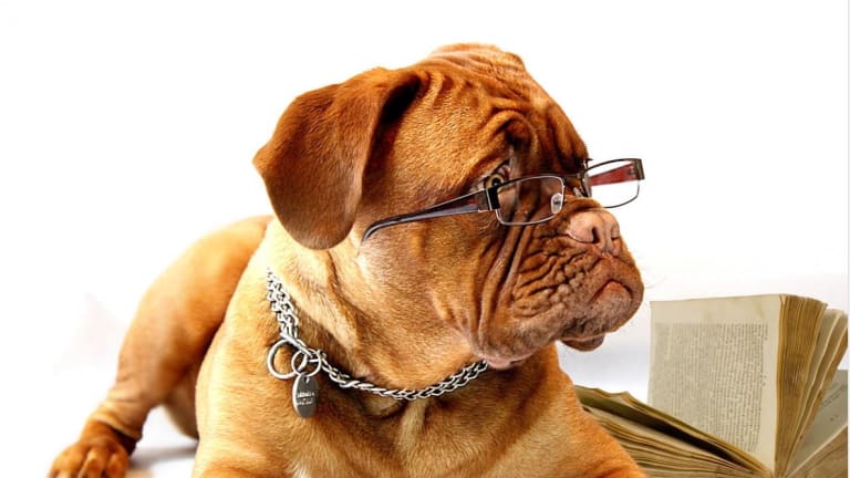 Discovering Whether Dogs Are Nearsighted