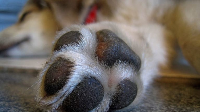 Causes of Peeling Paw Pads in Dogs