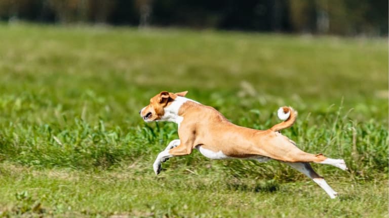 What Dog Breed is Nicknamed the Jumping Up and Down Dog?