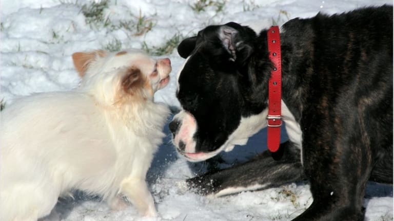 how do dogs raise their hackles