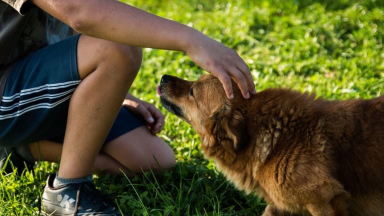 Why Do Dogs Lower Their Head When You Pet Them? - Dog Discoveries