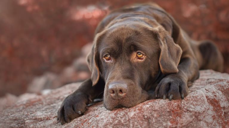 what dogs have light brown eyes