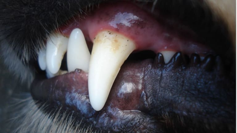 Fascinating Functions of Dog Teeth