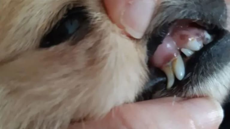 Help, My Puppy's Baby Teeth Won't Fall Out