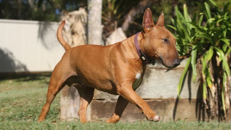 The Mystery Behind Trancing in Dogs