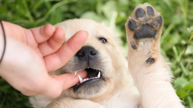 Four-Month-Old Puppy Teething: Tips and What to Expect