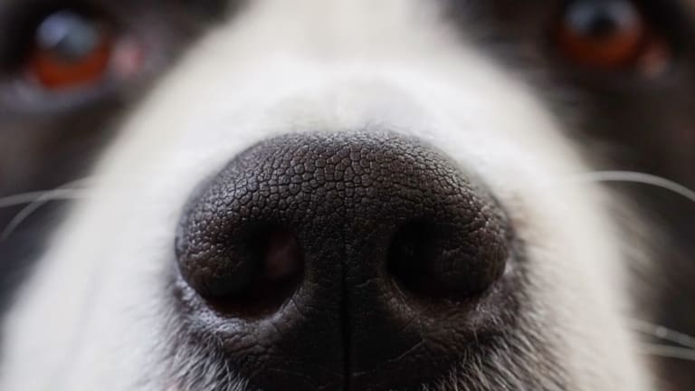 why do dogs noses twitch