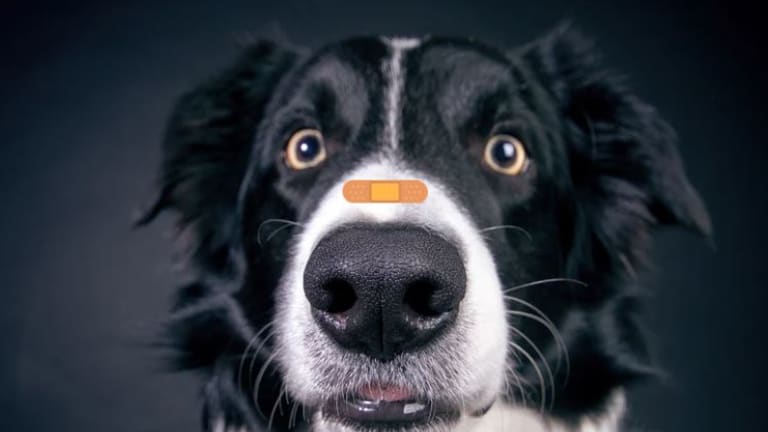 how-to-heal-a-cut-on-a-dog-s-nose-dog-discoveries