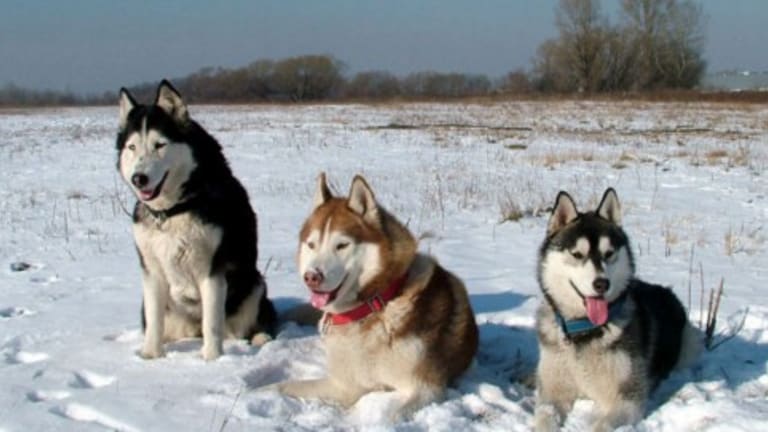 Five Fascinating Ways Dogs Stay Warm