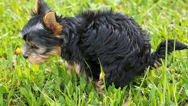 Ask The Vet: Why Do Dogs Poop Black?