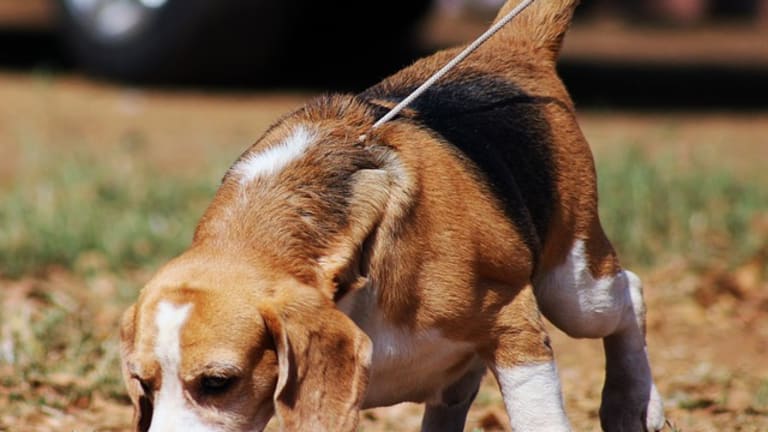 what does it mean when a dog bunny hops