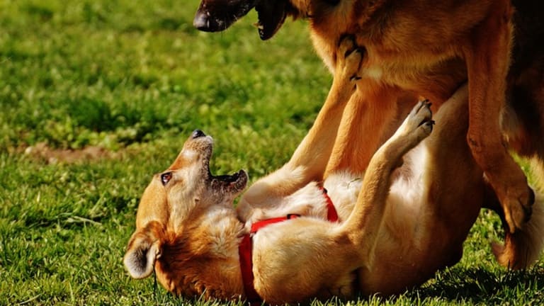 Why Does My Dog Attack Fearful Dogs?