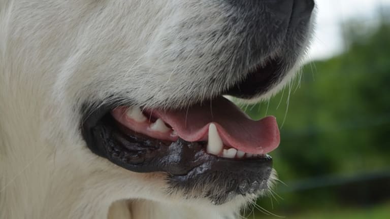 The Mystery Behind Those Ridges On the Roof of Dog's Mouth - Dog