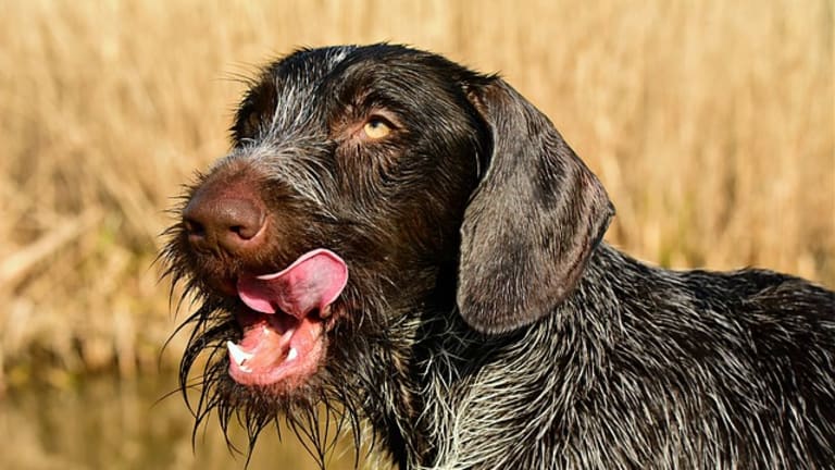 Ask the Vet: Why Do Dogs Lick The Air?