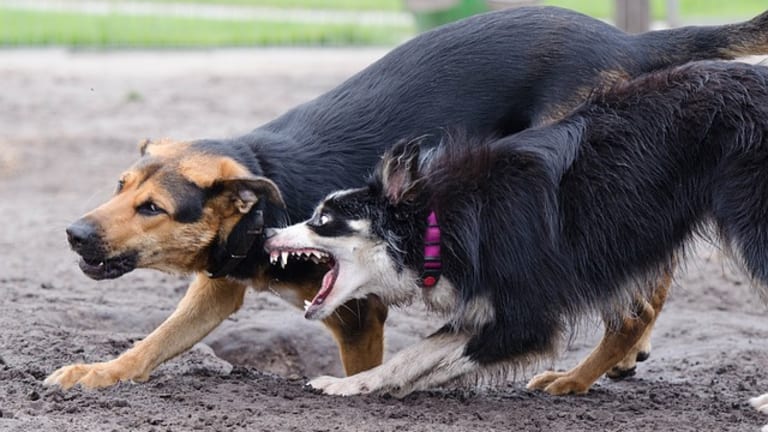 how to train an aggressive dog towards other dogs