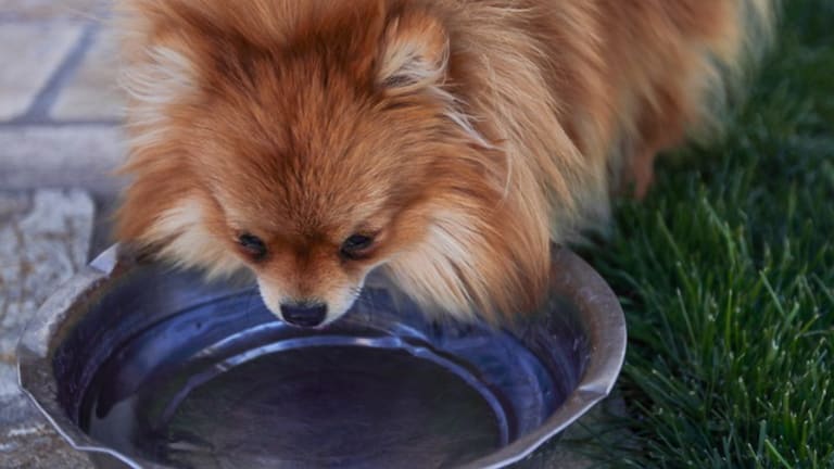 Why Do Dogs Act Scared of Their Water Bowl? +10 Tips to Help Your Dog